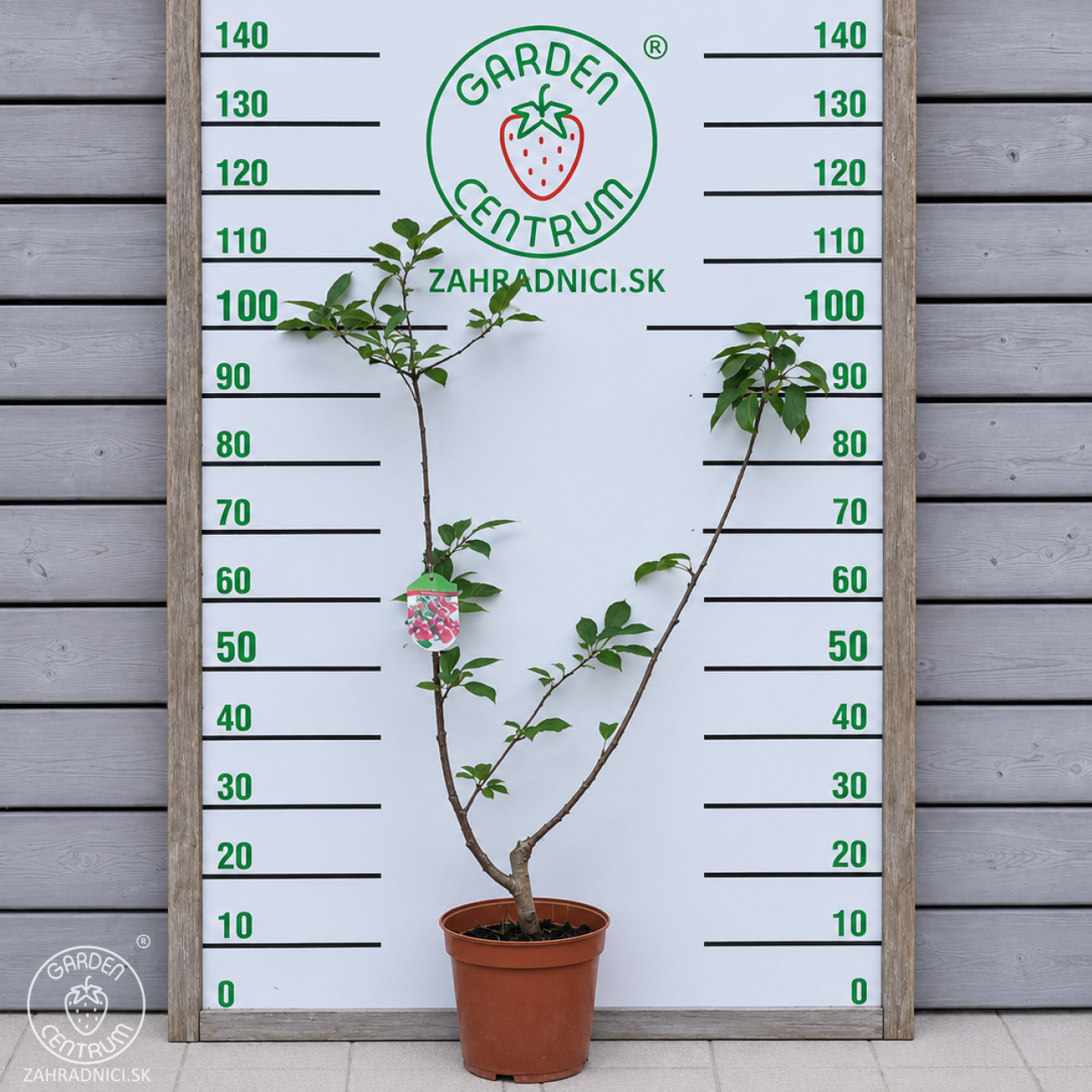 Obrázok Čerešňa-višňa DUO 2in1 (Prunus avium x cerasus) ´TAMARA´ + ´DEBRECINI BOTERMO´- výška 130-160 cm, kont. C5L